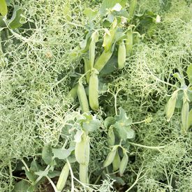 Parsley Pea, Pea Seeds